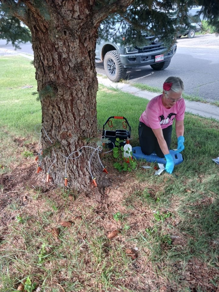 Tree Health in Grand Junction with Ahna Drissel