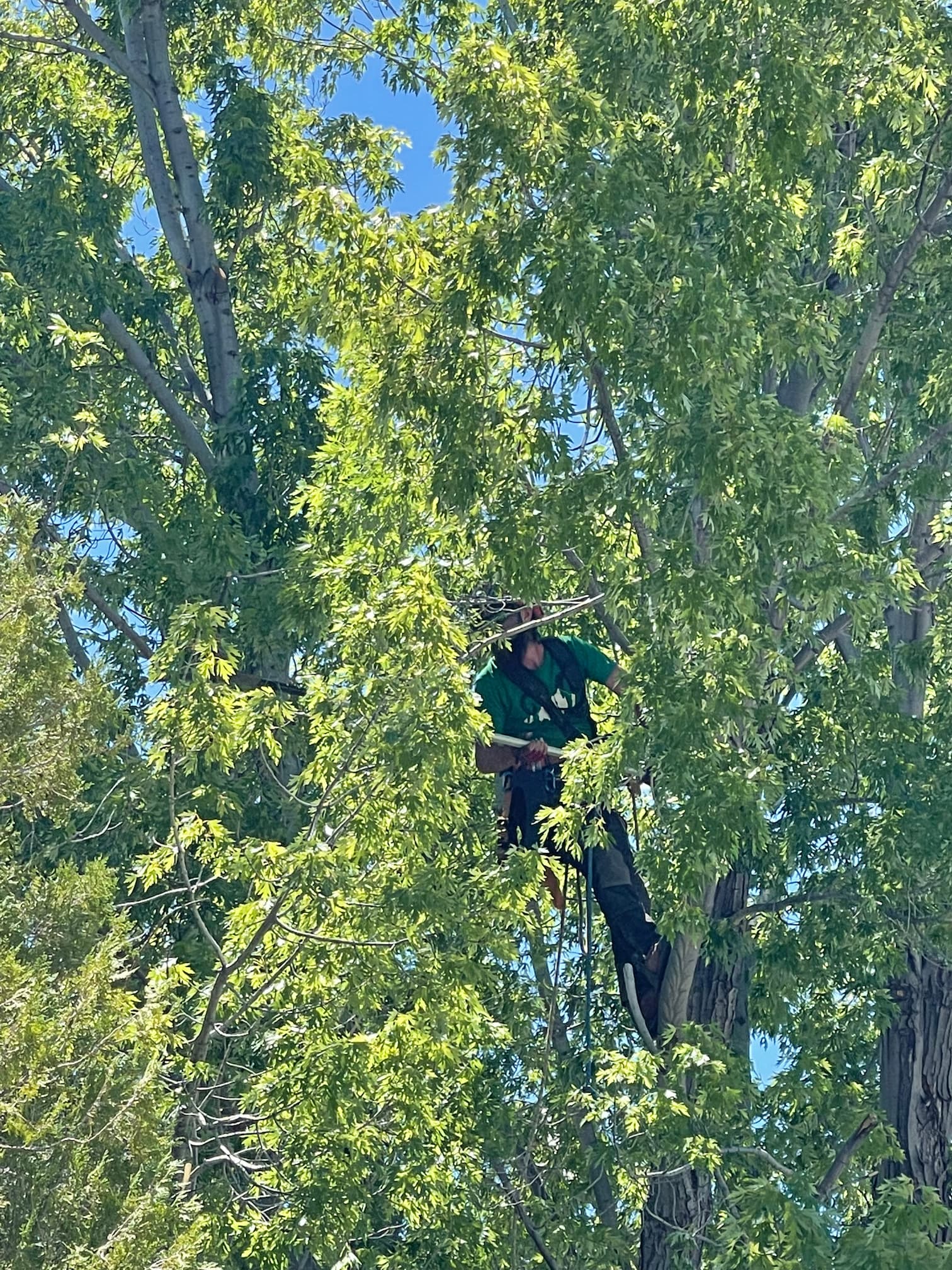 Tree Pruning In Grand Junction Colorado