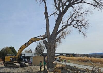 Tree Removal in Grand Junction