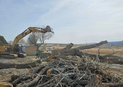 Tree Removal in Grand Junction