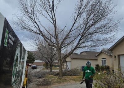 Tree Removal in Grand Junction