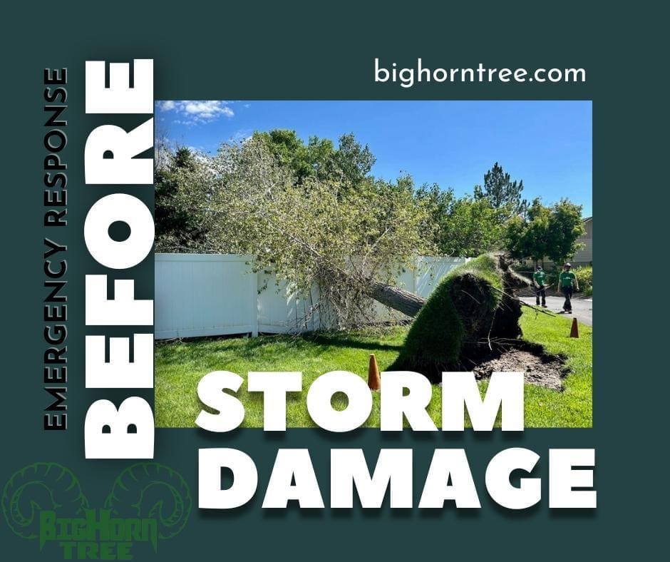 A tree becomes hazardous when its structure, location, or health jeopardizes safety or property, whether it’s leaning toward your home, compromised by disease, or encroaching on utilities.