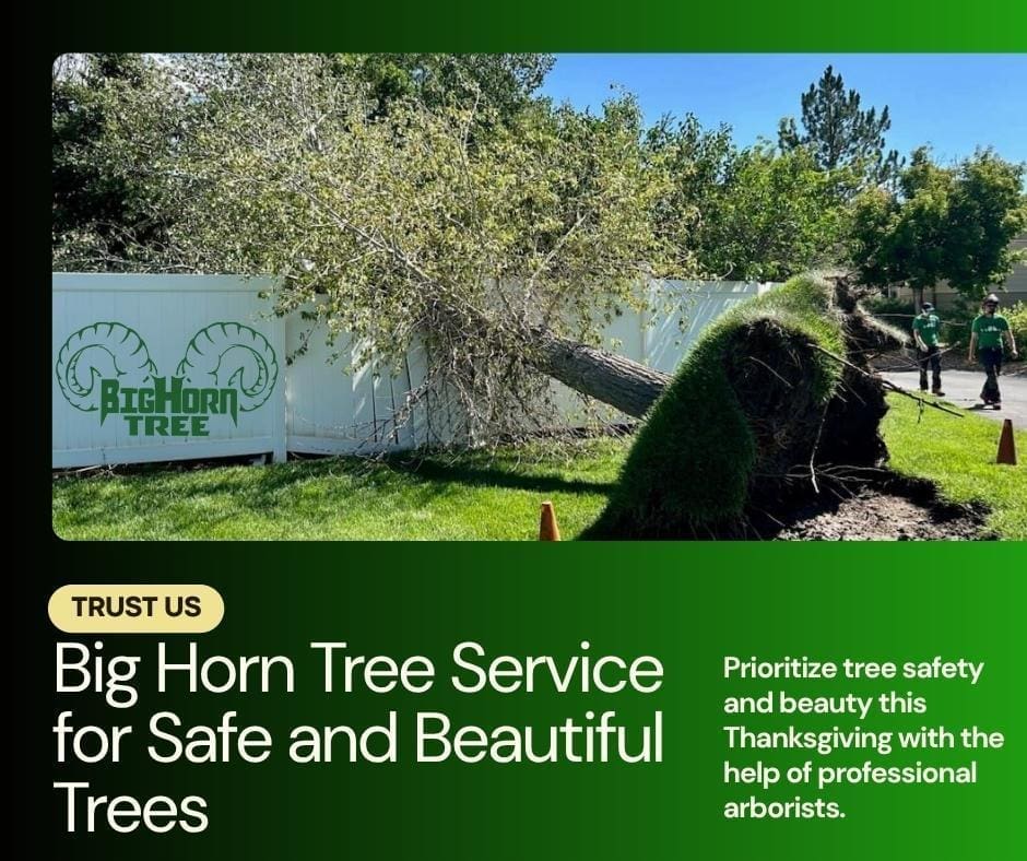 While preparing for Thanksgiving is important, regular tree care is essential for maintaining a safe and beautiful property year-round. With the right care, your trees can flourish and provide many benefits, including improved air quality, shade, and aesthetic value.