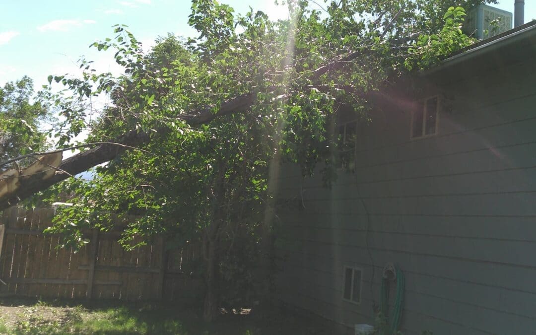 Professional tree trimming, pruning, and removal from Palisade to Loma.